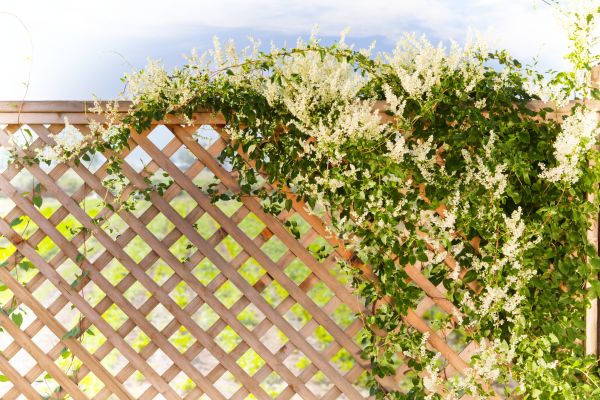 Cost of Lattice Repair in Gaithersburg