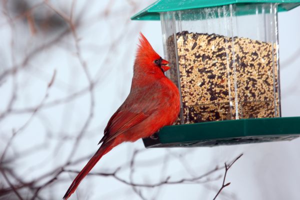 Cost of Bird Feeder Hanging in Gaithersburg